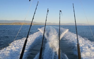 Sport Fishing Sea of Cortez